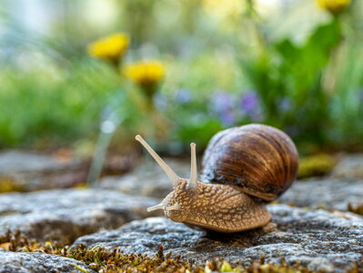 Winbergschnecke auf Erkundung